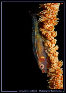 Small Goby on Wip Coral in Lembeh Strait.... :O)... by Michel Lonfat 
